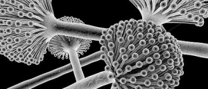 close up mold spores