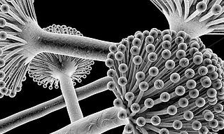 close up mold spores